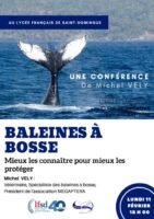 Baleines à bosse affiche corrigée