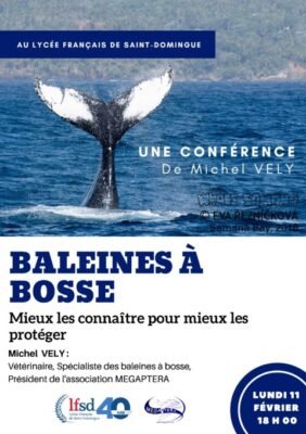 Baleines à bosse affiche corrigée