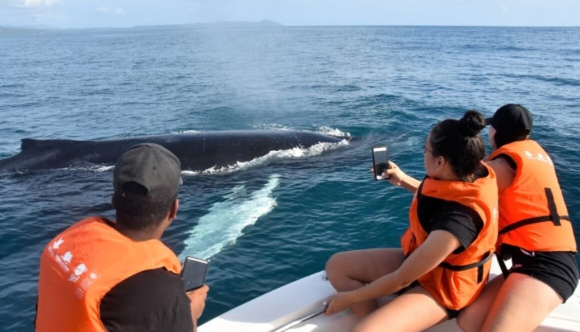 Baleine curieuse